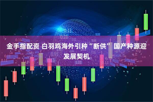金手指配资 白羽鸡海外引种“断供” 国产种源迎发展契机